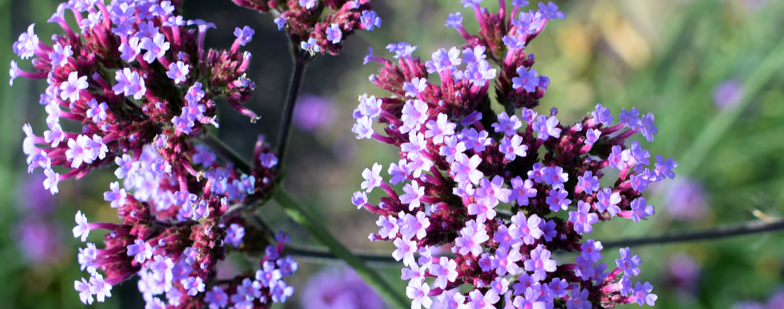 IJzerhard (Verbena Bonariensis)