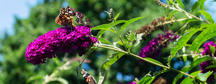 vlinderstruik-buddleja-vlinder