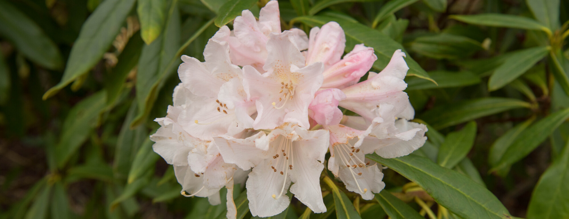 Winterharde tuinplanten Rhododendron | Eurofleur.nl