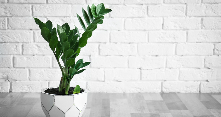Zamioculcas Plant | Tuincentrum Eurofleur