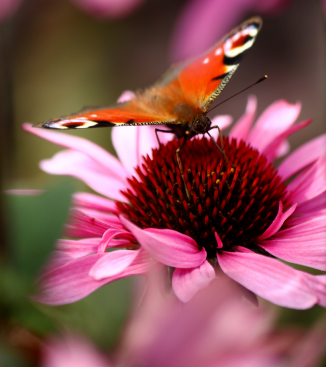 Vlindervriendelijke planten | Tuincentrum Eurofleur