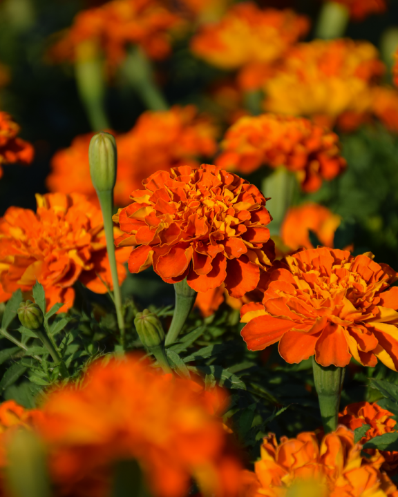 Oranje planten kopen | Tuincentrum Eurofleur