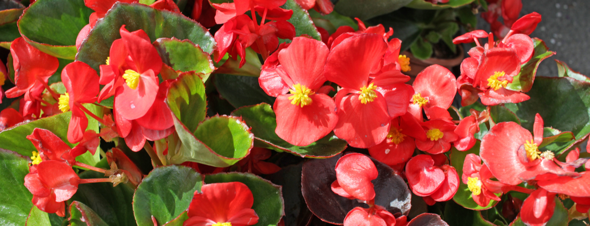 begonia