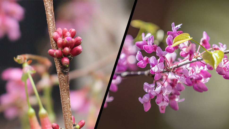 Cercis Chinensis Avondale