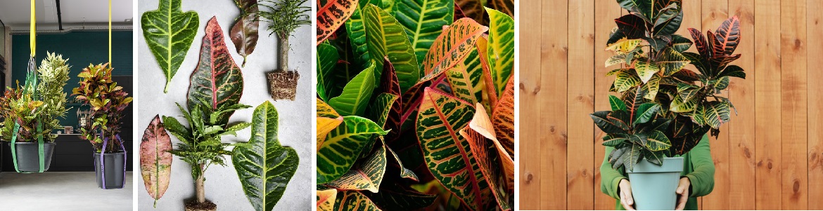 Croton kopen | Tuincentrum Eurofleur