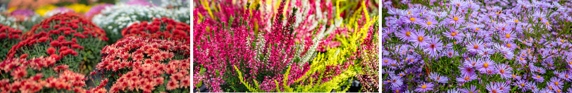 Herfstbloeiers planten | Tuincentrum Eurofleur