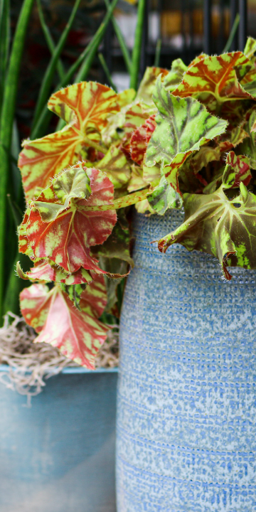 Bloempotten kopen | Tuincentrum Eurofleur in Leusden