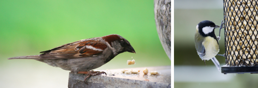 duif Wat leuk statistieken Vogelvoer kopen - Tuincentrum Eurofleur - Tuincentrum Eurofleur