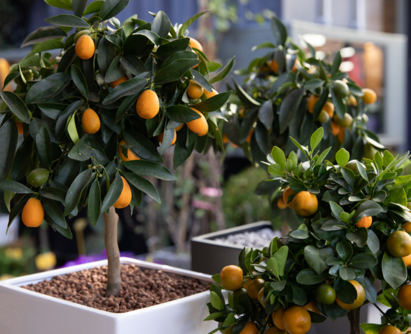 Fruitboom kopen | Tuincentrum Eurofleur in Leusden