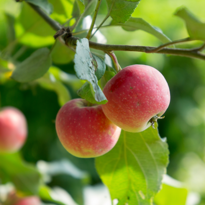 Fruitboom kopen | Tuincentrum Eurofleur in Leusden