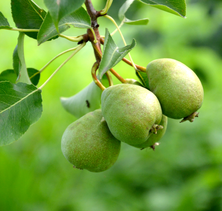 Fruitboom kopen | Tuincentrum Eurofleur in Leusden