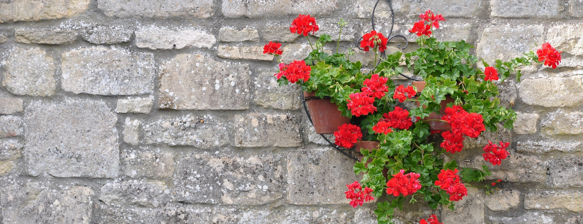 geranium op je muur