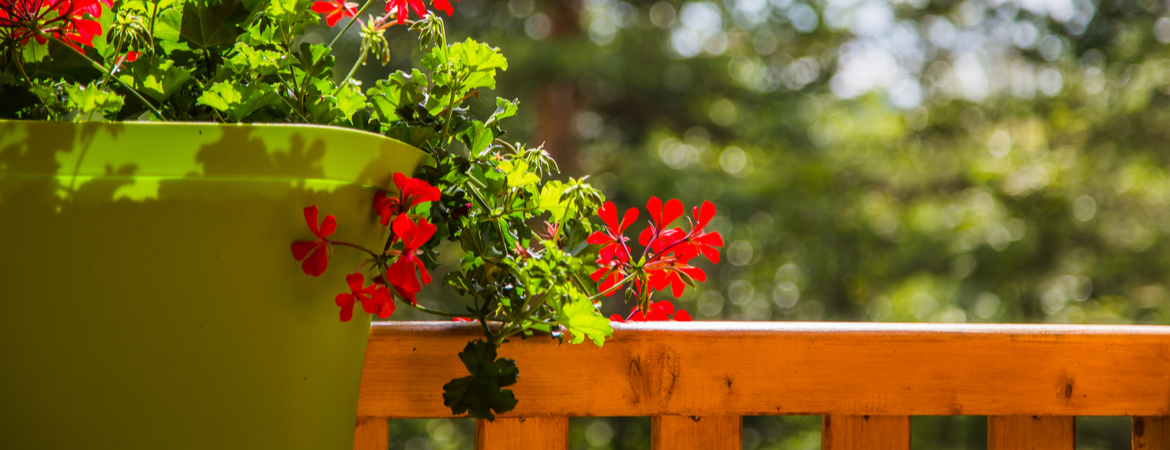 Geranium op het balkon