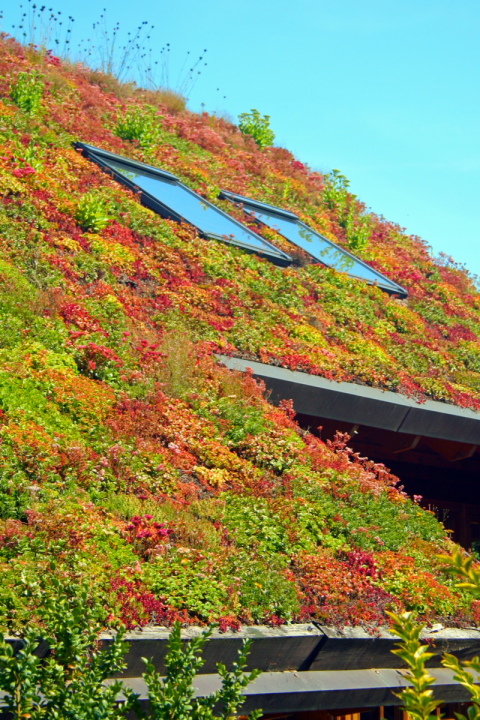 Groen dak aanleggen | Tuincentrum Eurofleur