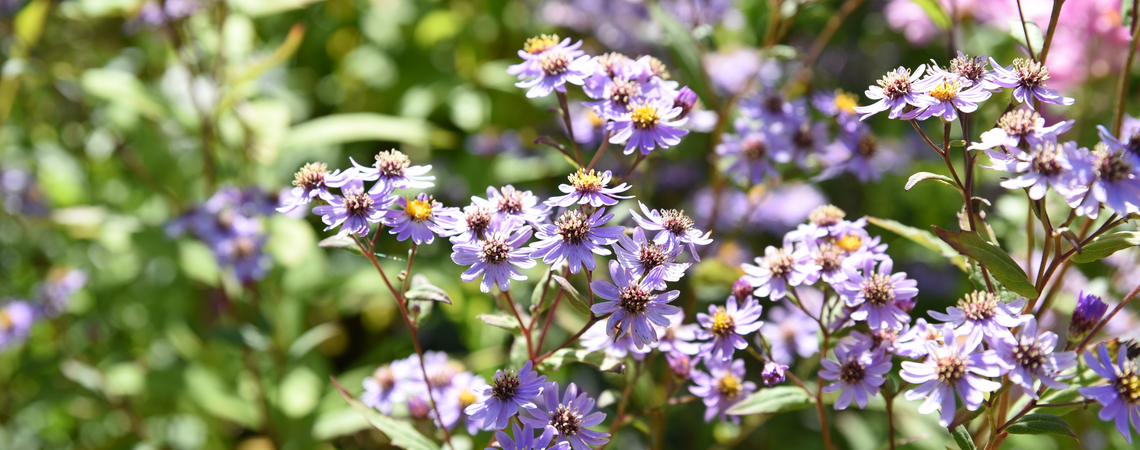 herfstaster in jouw herfsttuin