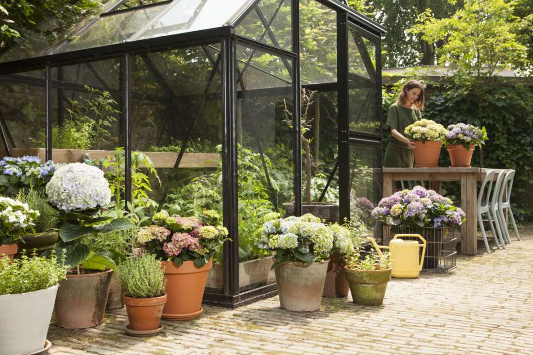 Hortensia kopen | Tuincentrum Eurofleur