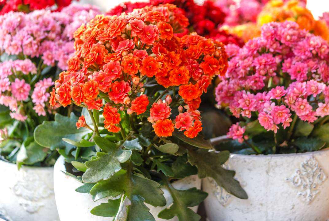 Kalanchoe kopen | Tuincentrum Eurofleur