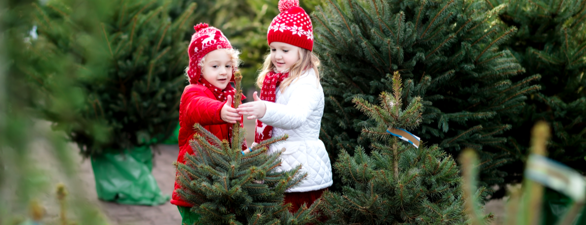 Wat is de beste plek voor een kerstboom?