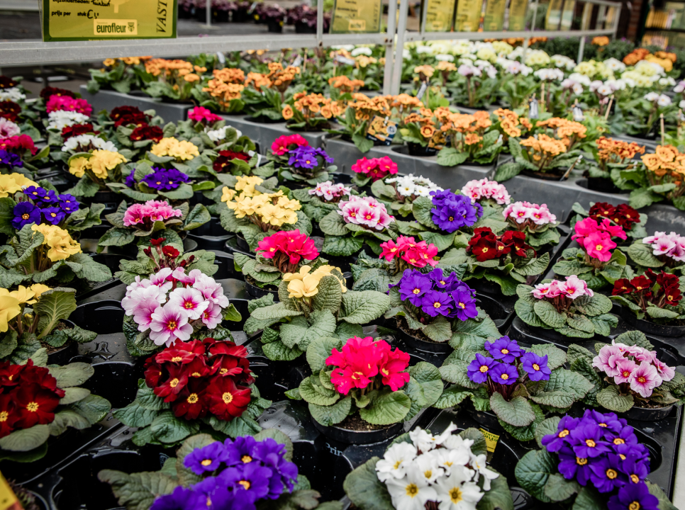 Buitenplanten kopen in Leusden | Tuincentrum Eurofleur