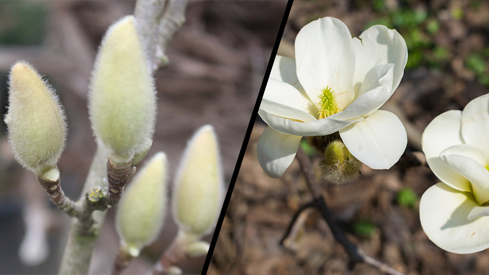 Magnolia soulangeana