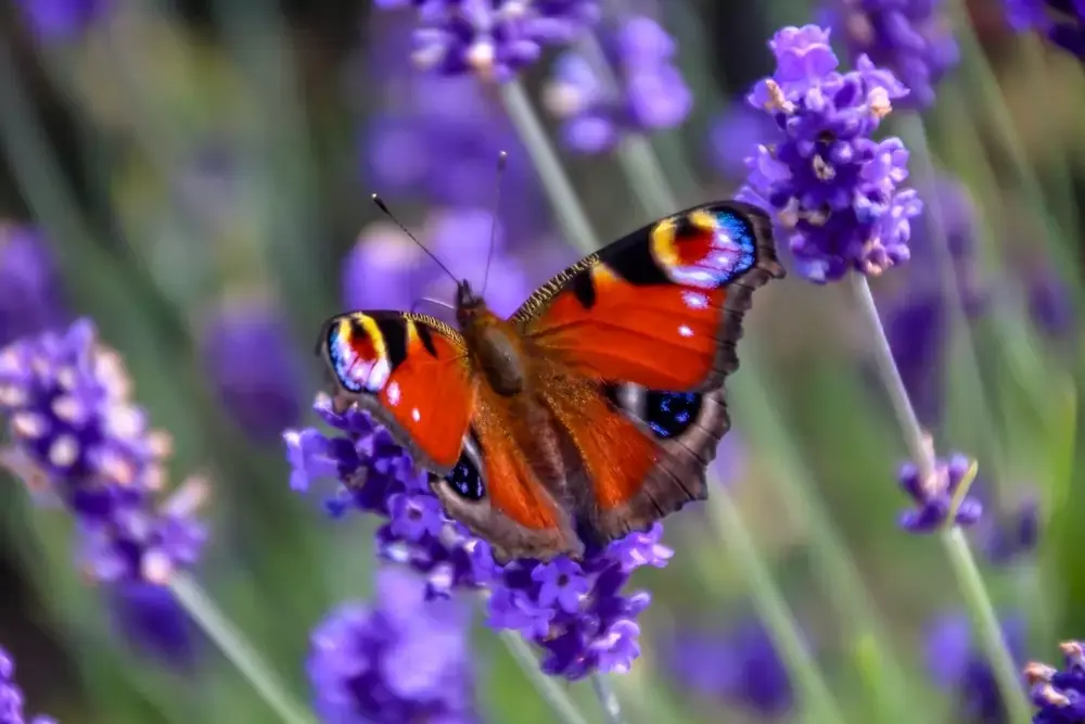 15 tuintips juli 15 tuintips juli