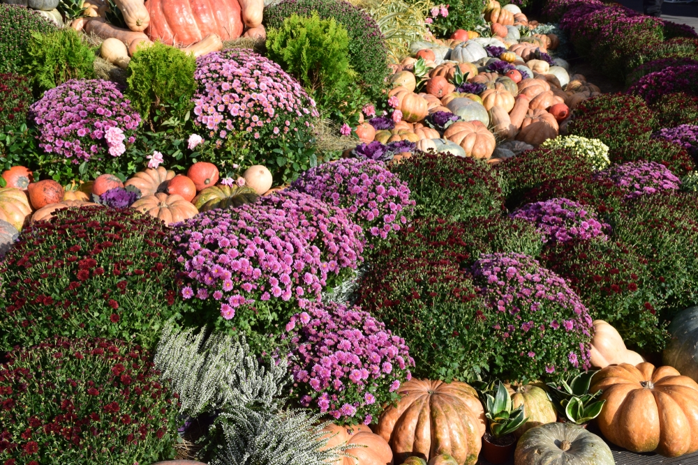 15 tuintips november 15 tuintips november