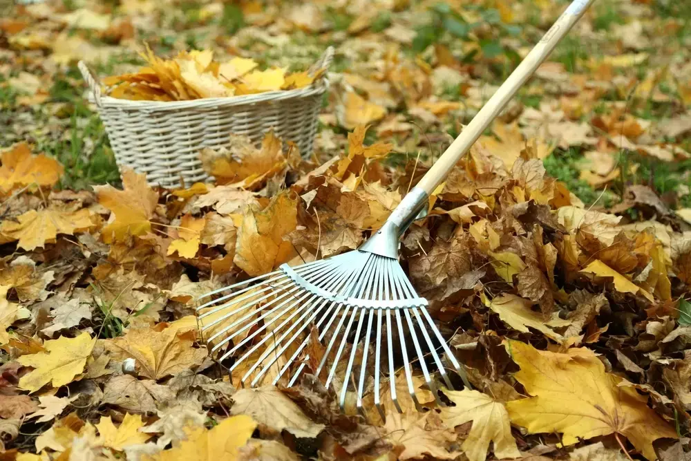 15 tuintips voor november 15 tuintips voor november
