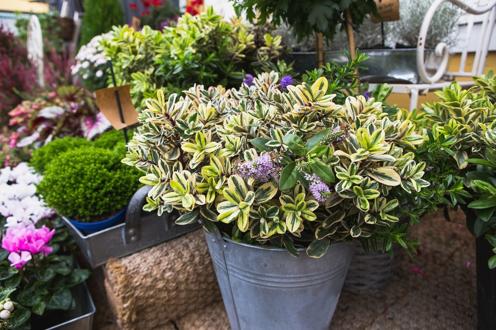 15 tuintips voor september 15 tuintips voor september