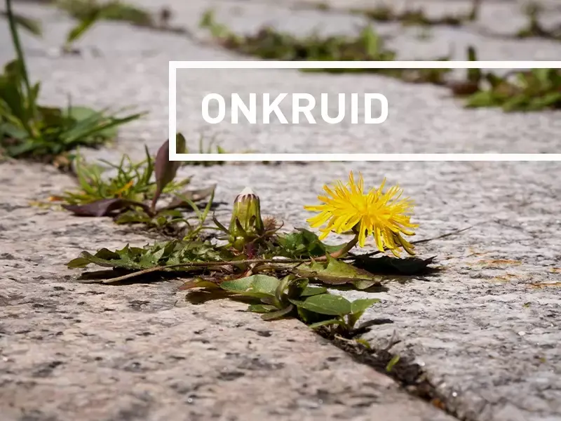4 tips om onkruid op natuurlijke wijze te bestrijden! 4 tips om onkruid op natuurlijke wijze te bestrijden!