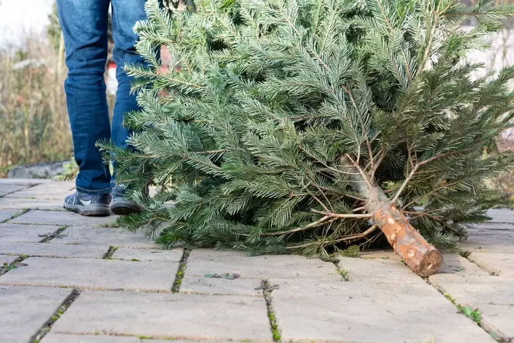 5 Groene wintertips voor huis en tuin 5 Groene wintertips voor huis en tuin