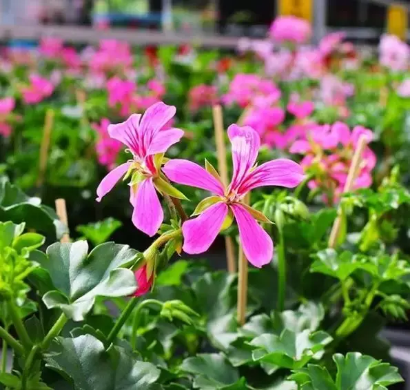 5 manieren om jouw Geranium te gebruiken! 5 manieren om jouw Geranium te gebruiken!