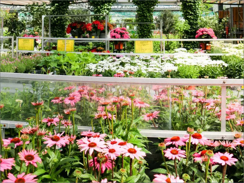 5 planten tegen muggen 5 planten tegen muggen