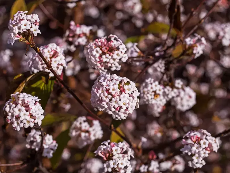 7 planten voor een kleurrijke wintertuin 7 planten voor een kleurrijke wintertuin