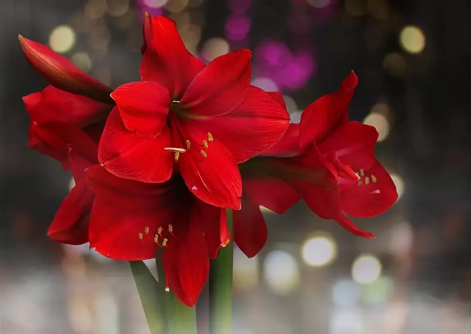 Amaryllis: de mooiste kerstbal in huis! Amaryllis: de mooiste kerstbal in huis!
