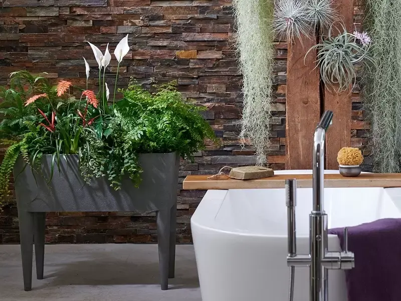 Badkamerplanten: Woonplanten van de maand mei Badkamerplanten: Woonplanten van de maand mei