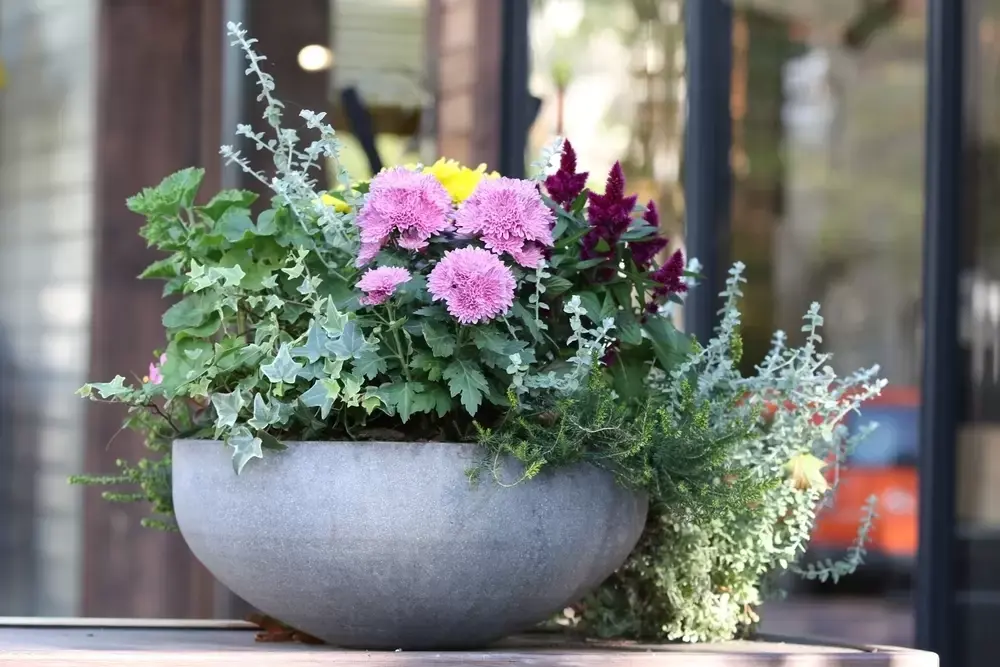 Bakken vol herfstkleur Bakken vol herfstkleur