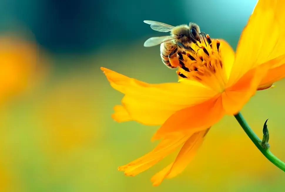 Bijen tellen en planten voor bijen Bijen tellen en planten voor bijen