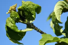 Bladluizen in de tuin?! Bladluizen in de tuin?!