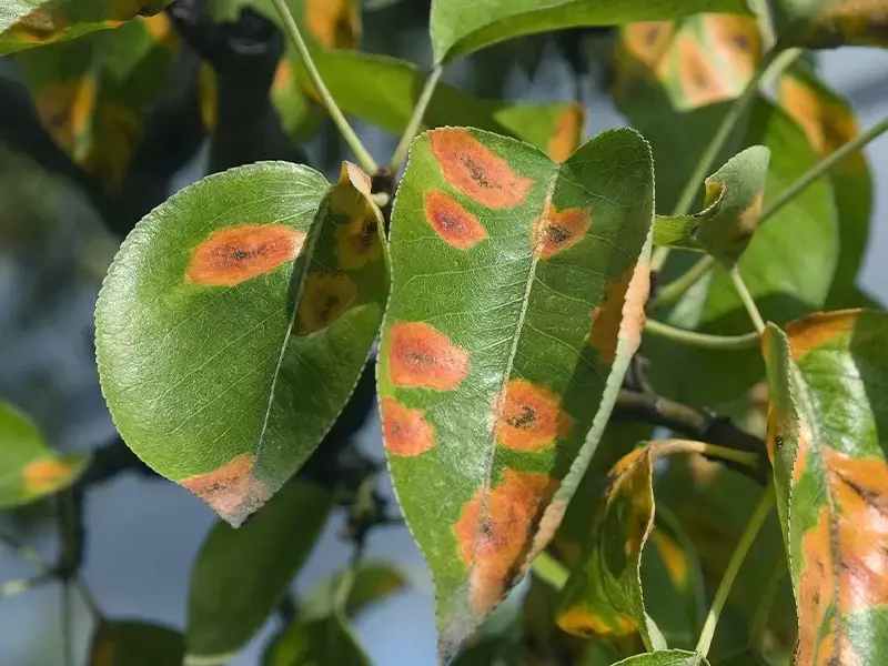 Bladroest; wat is het en hoe bestrijd ik het? Bladroest; wat is het en hoe bestrijd ik het?