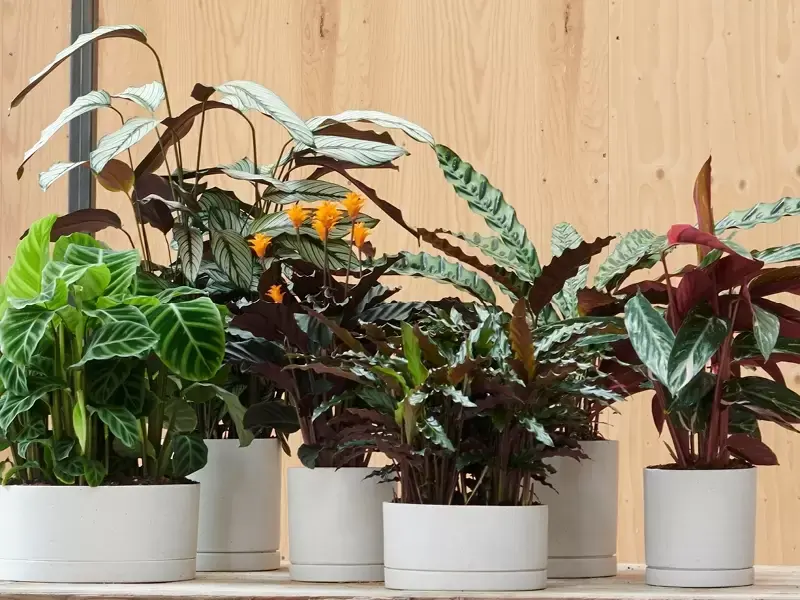 Calathea: Woonplant van de maand november Calathea: Woonplant van de maand november