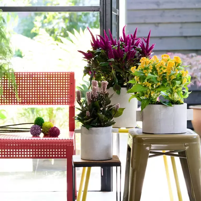 Celosia: Woonplant van de maand juli 2020 Celosia: Woonplant van de maand juli 2020