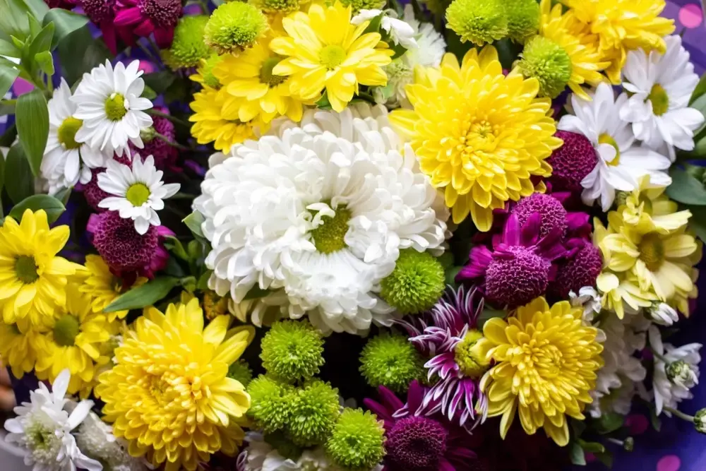 Chrysanten: aanrader voor binnen en buiten Chrysanten: aanrader voor binnen en buiten
