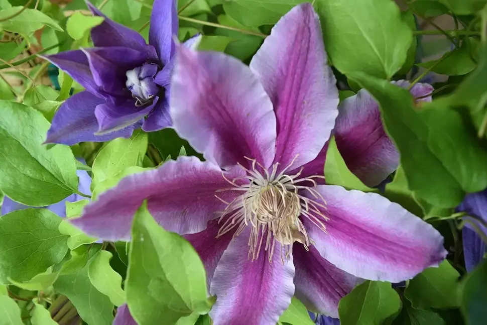 Clematis Clematis