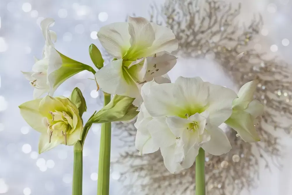 De allermooiste kerstbal: amaryllis De allermooiste kerstbal: amaryllis