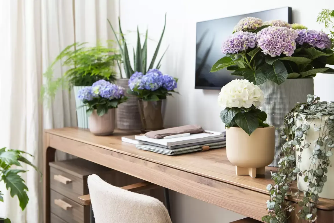De kamerhortensia zorgt voor fleur en kleur De kamerhortensia zorgt voor fleur en kleur