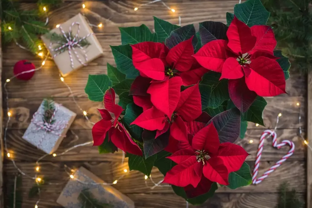 Dé kerststerren van ons tuincentrum Dé kerststerren van ons tuincentrum