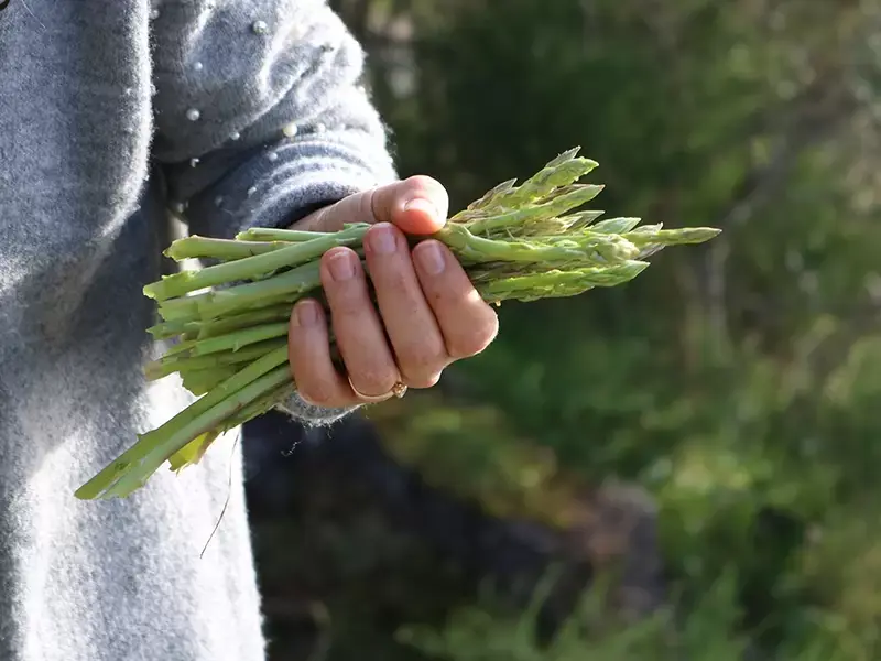 De moestuintips voor april De moestuintips voor april