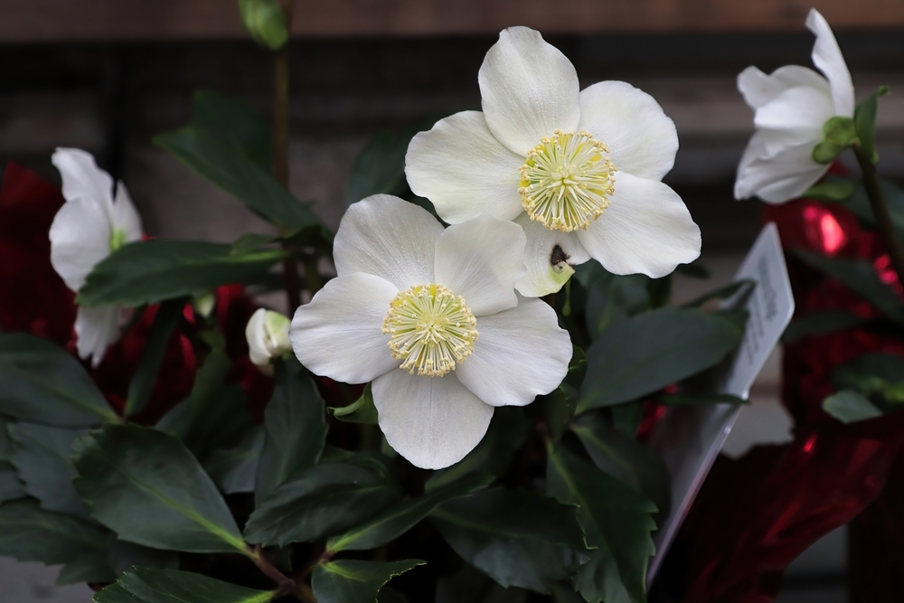 De mooiste winterbloeier voor tuin en balkon: Helleborus De mooiste winterbloeier voor tuin en balkon: Helleborus