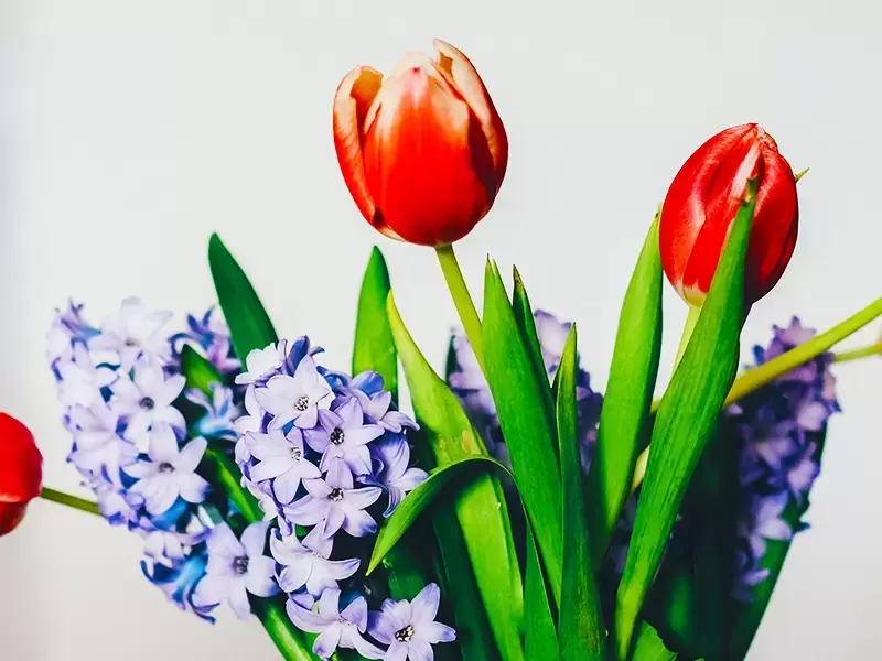 De perfecte bloemen voor op jouw paastafel! De perfecte bloemen voor op jouw paastafel!