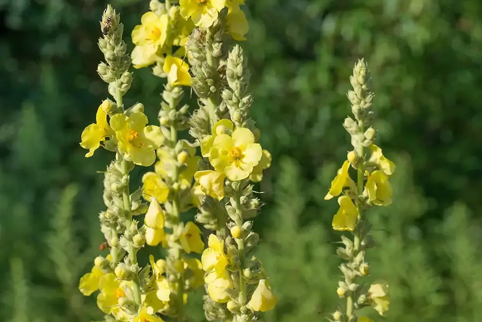 De toorts is een topplant voor in de border De toorts is een topplant voor in de border